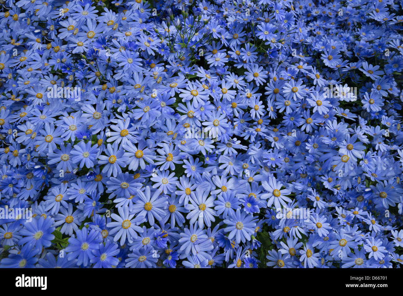 Blu fiori a margherita Foto Stock