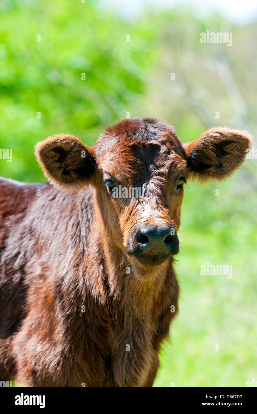 Da vicino il colpo di marrone vitello neonato. Foto Stock