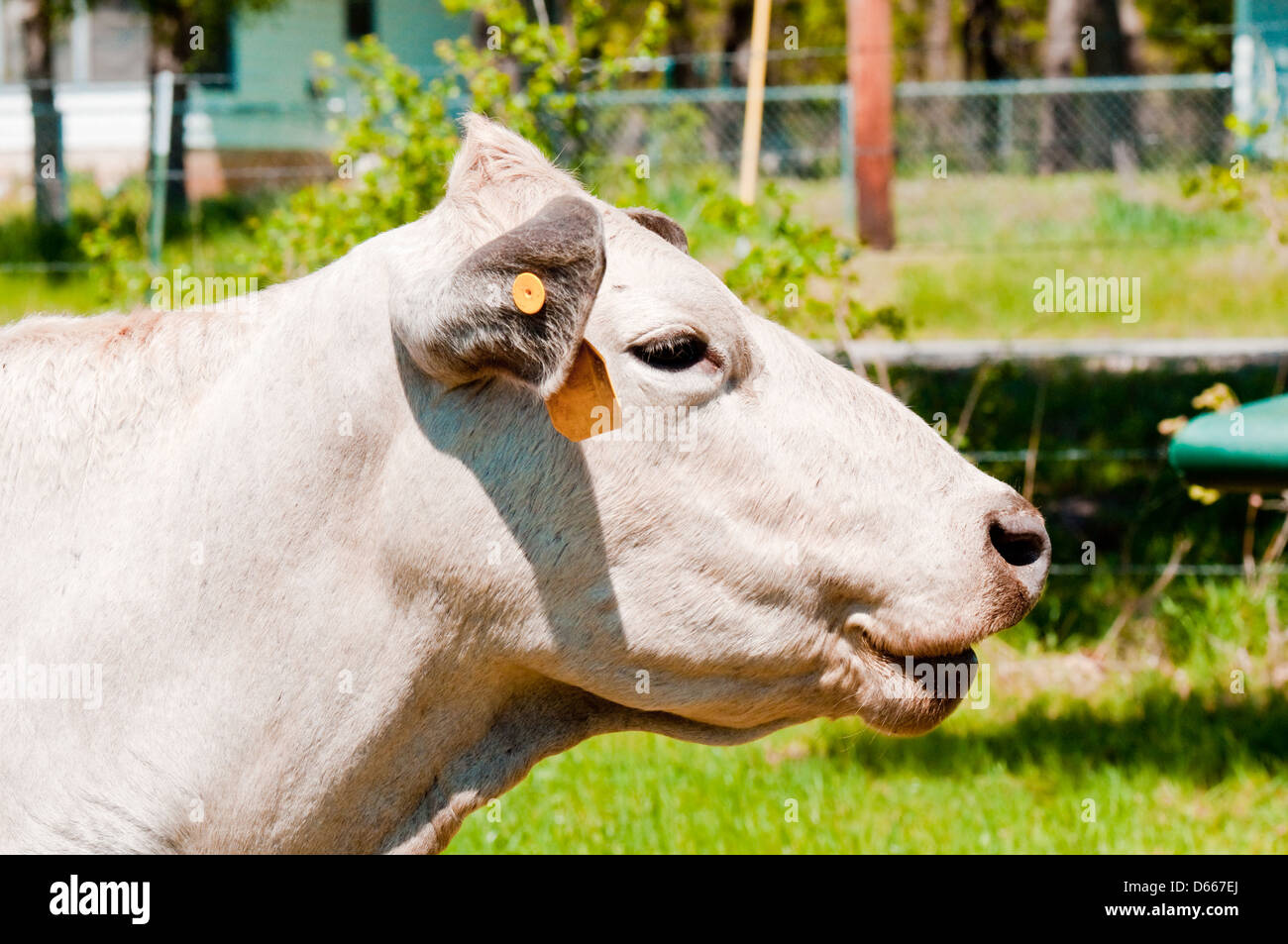 Felice e sorridente vacca Bianca da vicino Foto Stock