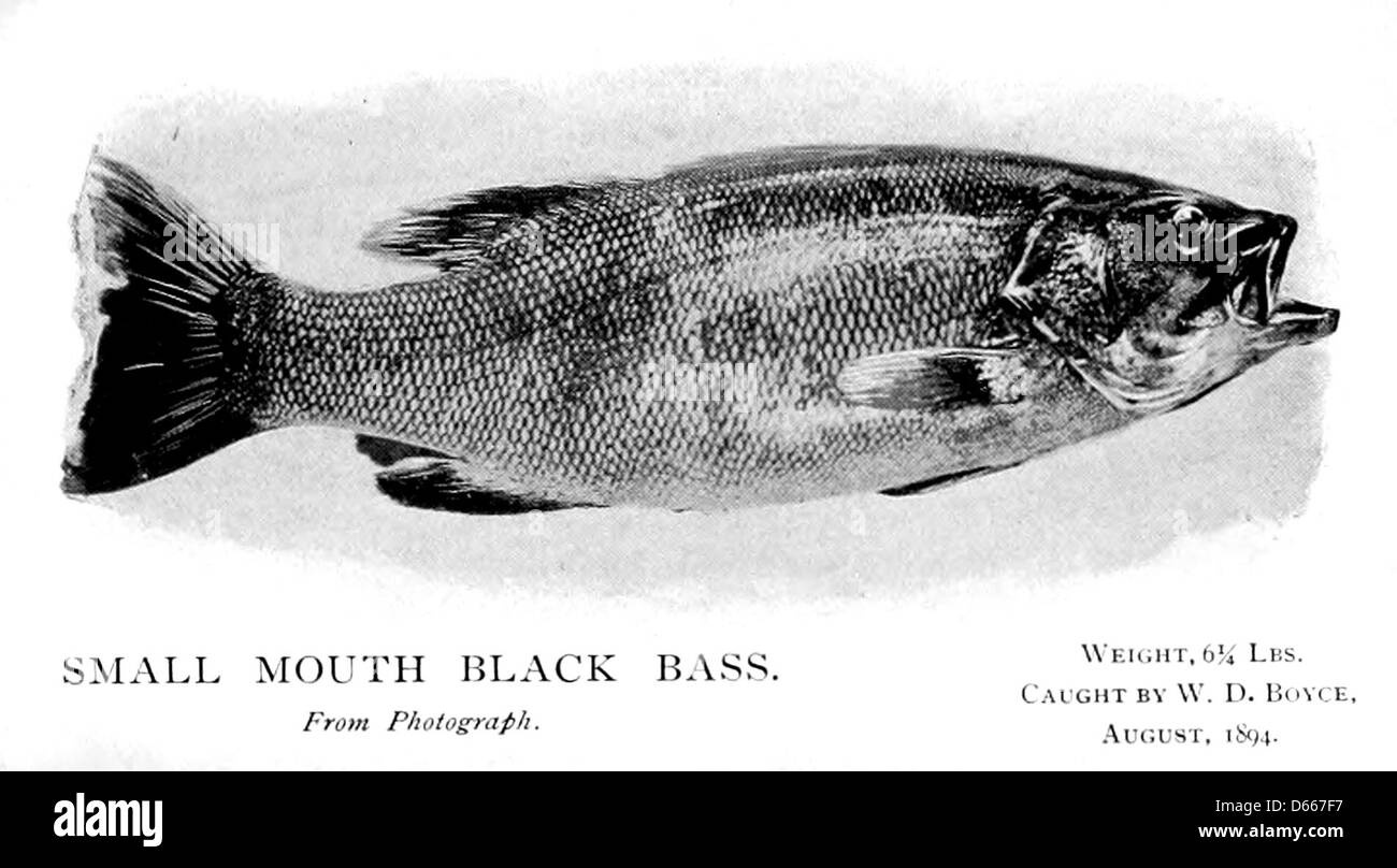 Una fotografia del 1894 che mostra un branzino nero a bocca bassa catturato durante uno sciopero, probabilmente come parte di una battuta di pesca o di una competizione. L'immagine cattura il significato delle catture e dello sport della pesca durante questo periodo. Foto Stock