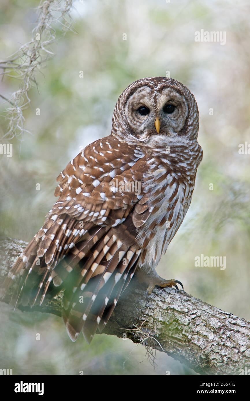 Gufo Barred che arrocca in Oak Tree uccelli raptor raptors natura fauna ambiente verticale Foto Stock