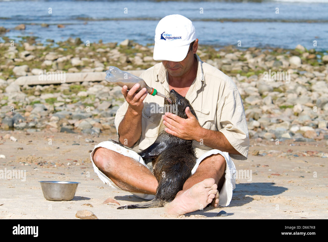 Wildlife rehabilitator biberon a sud della pelliccia sigillo; Punta Colorado, Maldanato, Uruguay Foto Stock