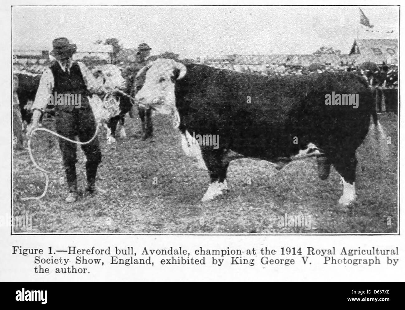 Una fotografia del 1922 che mostra uno studio sugli animali da fattoria, tra cui un toro Avondale Hereford. L'immagine fa parte di una serie che mostra animali da fattoria, con re Giorgio V che supervisiona gli studi agricoli e i miglioramenti durante questo periodo. Foto Stock