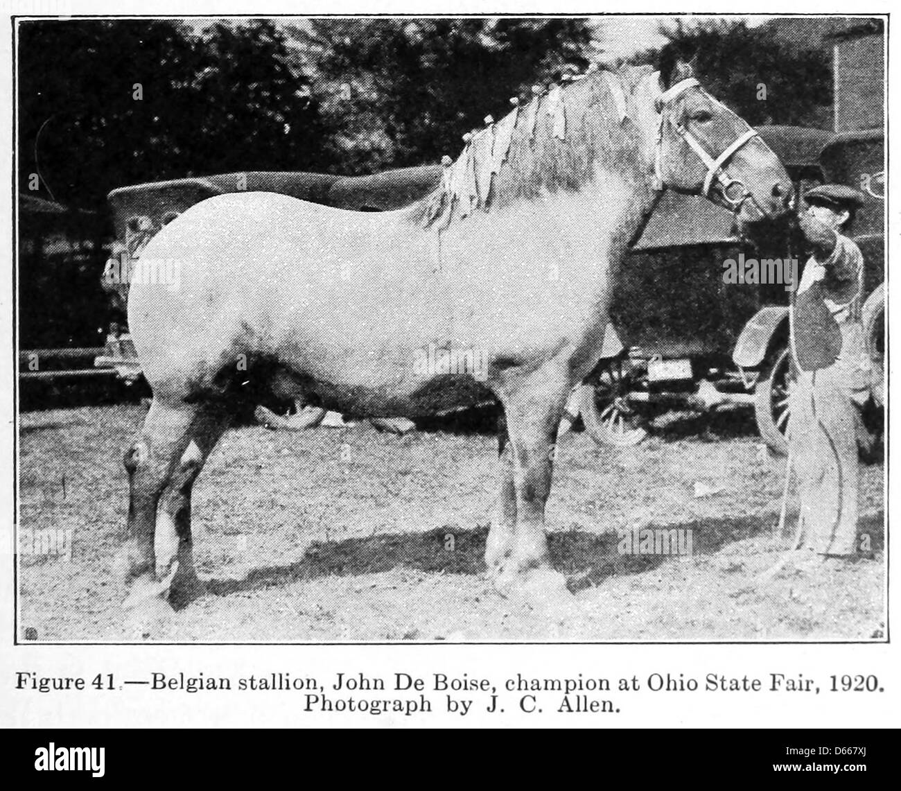 Una fotografia del 1922 raffigurante uno stallone belga alla fiera dello stato dell'Ohio. L'immagine mette in risalto la potente struttura e l'impressionante statura della razza, rinomata per la sua forza e le sue abilità. Foto Stock