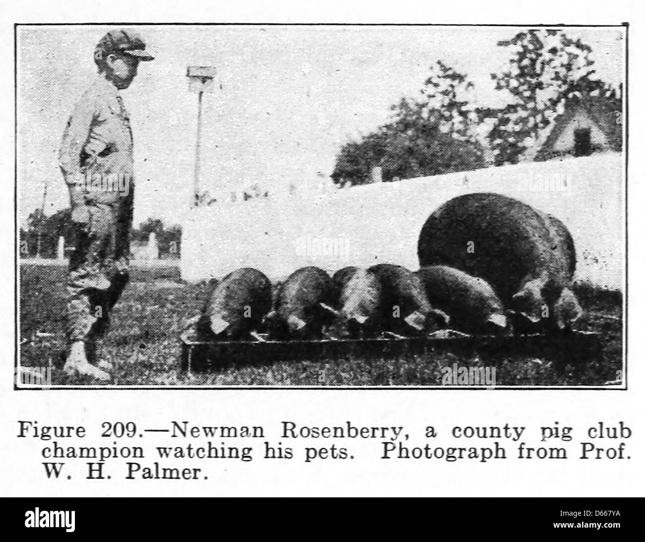 Una fotografia del 1922 raffigurante un maiale del Coungy Pig Club, noto per il suo status di campionato. L'immagine mostra l'eccellenza della razza nell'allevamento, evidenziando l'importanza dei concorsi e degli standard di allevamento. Foto Stock
