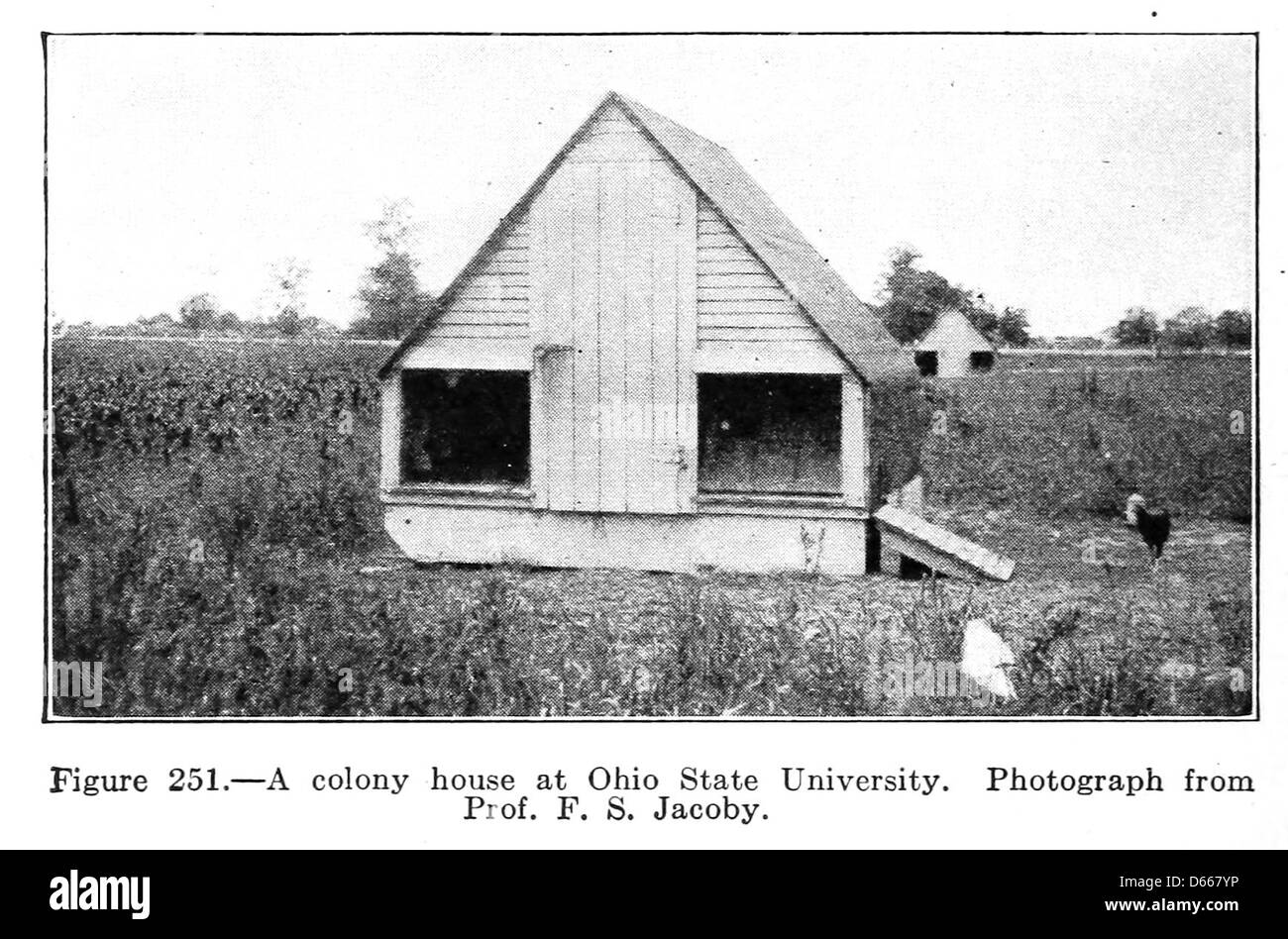 Una fotografia del 1922 tratta da "A Study of Farm Animals", con vista su una colonia della Ohio State University. Questa fotografia didattica cattura gli animali da fattoria e il loro ruolo negli studi agricoli all'università. Foto Stock
