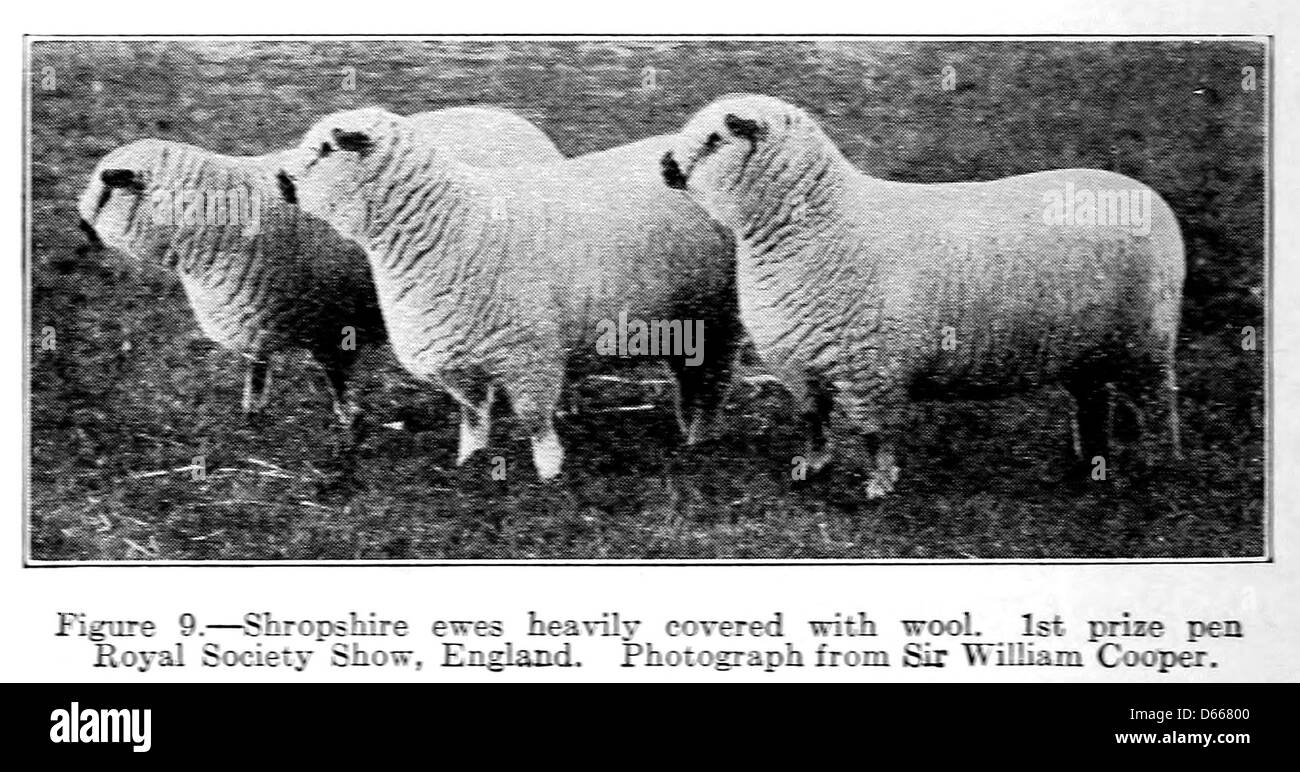 Una fotografia del 1922 che documenta le pecore dello Shropshire, concentrandosi sulla qualità della lana e sulle pratiche agricole legate all'allevamento delle pecore. Foto Stock