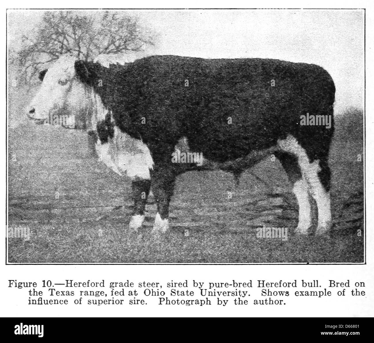 Questa fotografia del 1922 mostra un manzo di grado Hereford come parte di uno studio sugli animali da fattoria. L'animale è associato alla Ohio State University, nota per la sua ricerca agricola, e alla catena montuosa del Texas, dove viene allevato il bestiame. Foto Stock