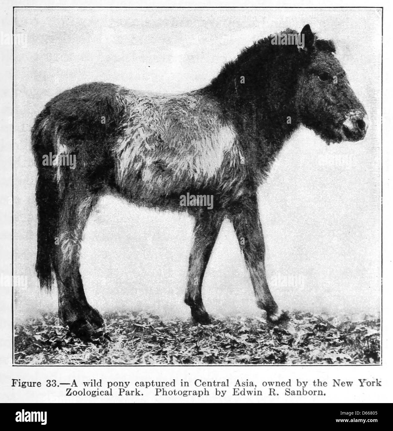Una fotografia del 1922 tratta da uno studio sugli animali da fattoria al New York Zoological Park. L'immagine presenta un pony selvatico, che rappresenta la varietà di animali studiati nel parco dell'Asia centrale. Foto Stock