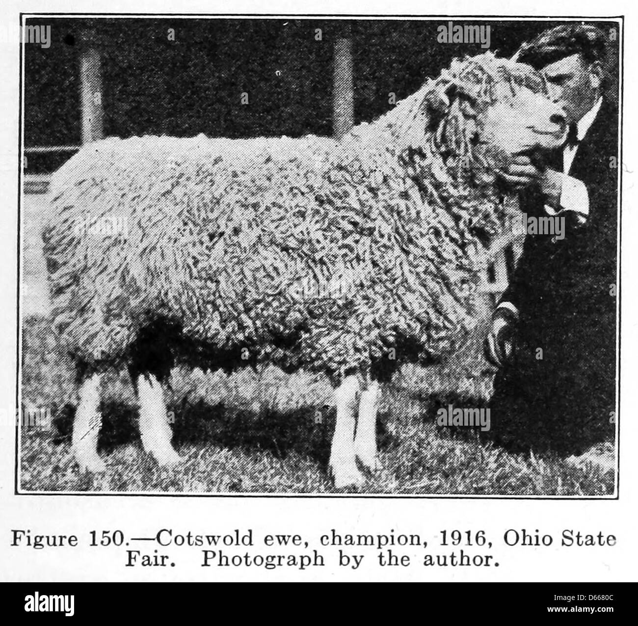 Questa fotografia del 1922 mostra una pecora di Cotswold, una razza inglese di pecore, esposta alla fiera dello stato dell'Ohio. L'immagine mette in evidenza le pratiche agricole del tempo e l'importanza del bestiame nelle economie rurali, mostrando gli animali da fattoria in una mostra competitiva. Foto Stock