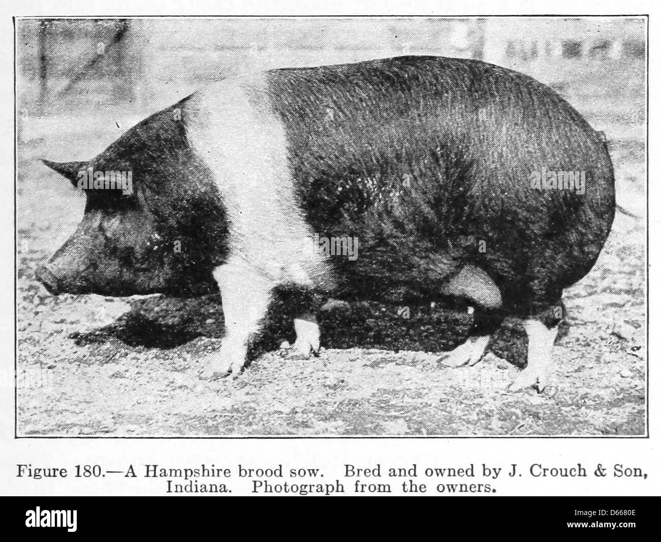 Questa fotografia del 1922 cattura una scrofa di brodo dell'Hampshire, una razza nota per la sua riproduzione efficiente e il buon temperamento. L'immagine è stata scattata in Indiana, mostrando l'importanza dell'allevamento di bestiame nell'agricoltura durante i primi anni del XX secolo. Foto Stock