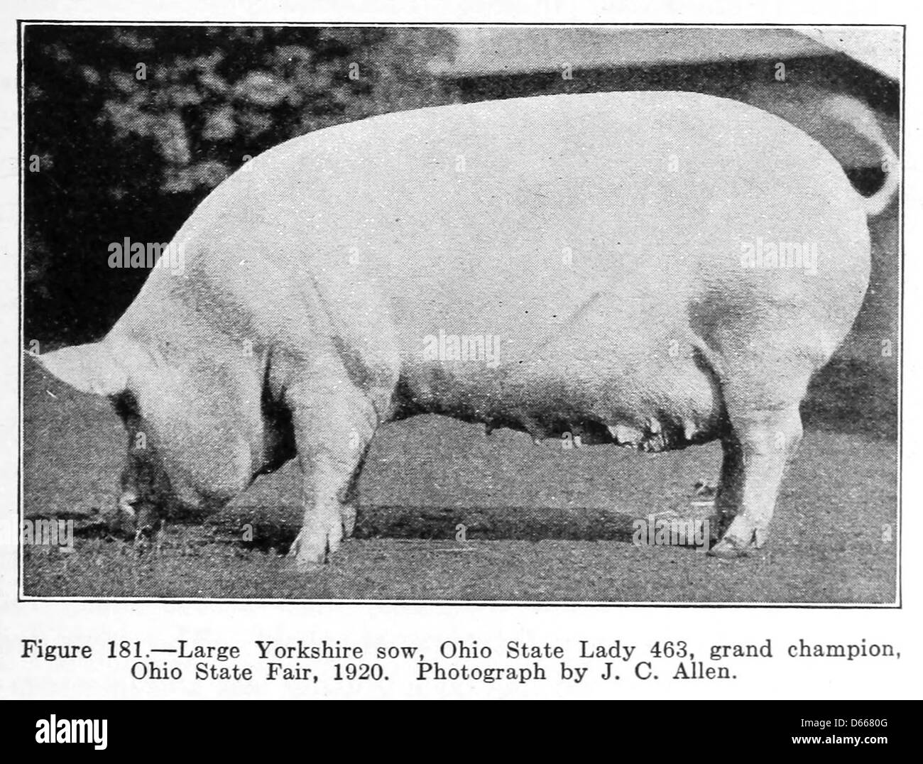 Una fotografia del 1922 che documenta gli animali di fattoria dell'Ohio State, con una scrofa dello Yorkshire. L'immagine enfatizza il ruolo del bestiame negli studi agricoli e agricoli all'inizio del XX secolo. Foto Stock