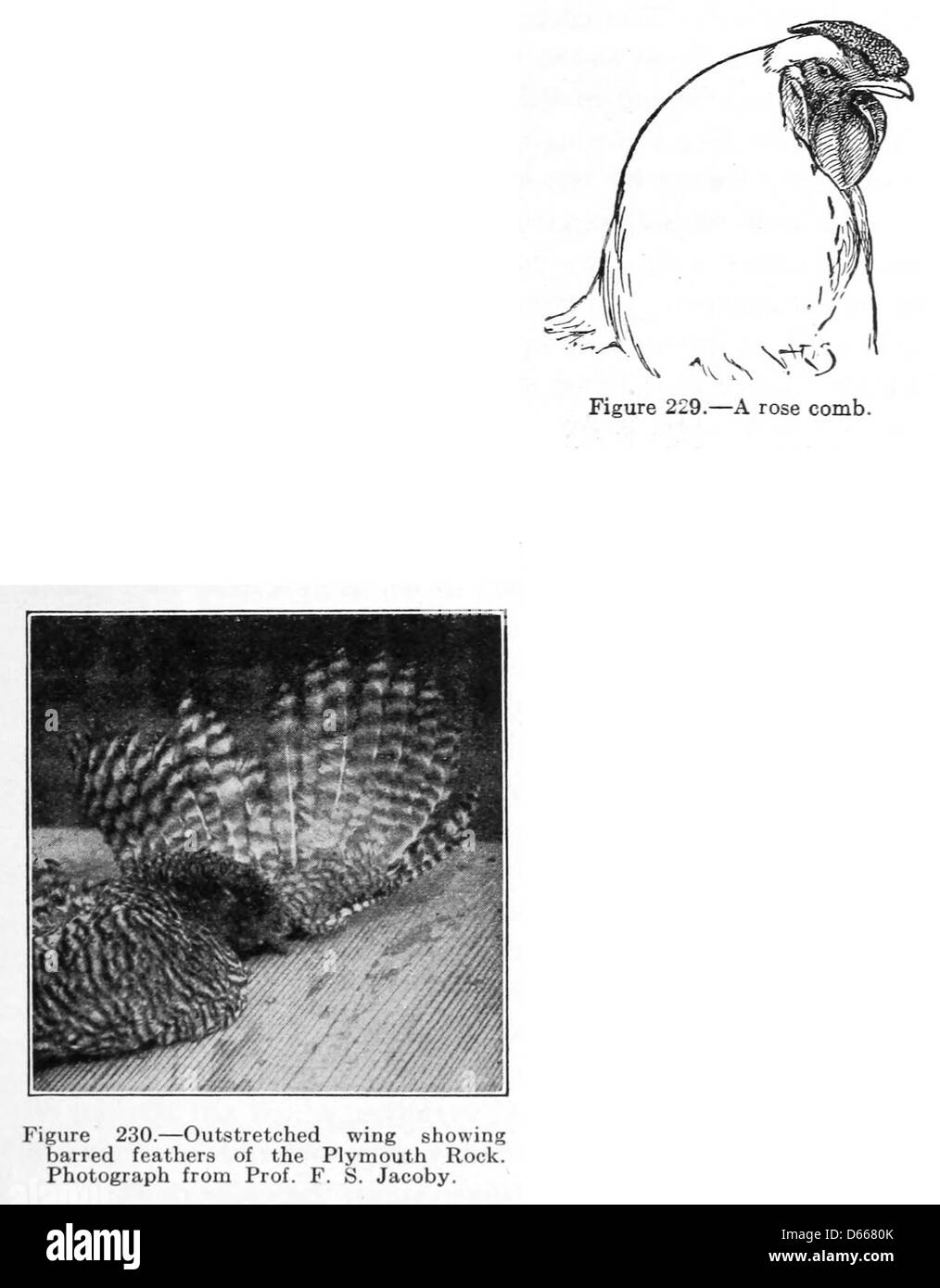 Una fotografia del 1922 di animali da fattoria, incentrata sui polli di Plymouth Rock, noti per le loro caratteristiche piume barrate e pettini di rosa. L'immagine riflette gli studi agricoli del tempo, mostrando le caratteristiche della razza. Foto Stock