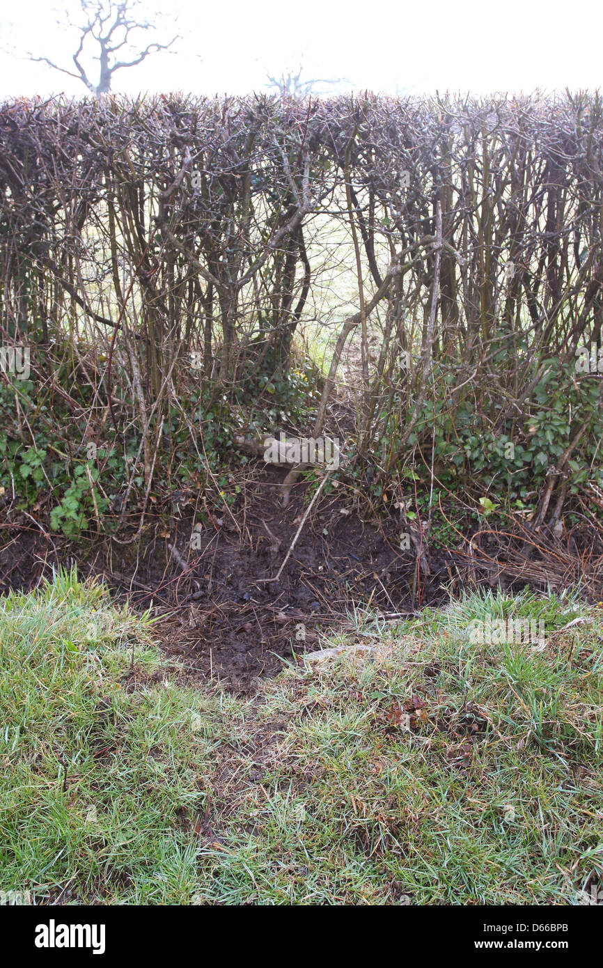 Tracciamento di cervi, zoccolo segna nel fango di una fossa su entrambi i lati di una strada di campagna Foto Stock