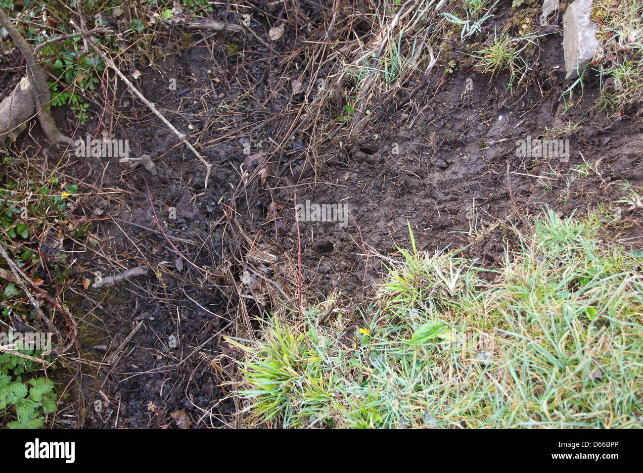 Tracciamento di cervi, zoccolo segna nel fango di una fossa su entrambi i lati di una strada di campagna Foto Stock