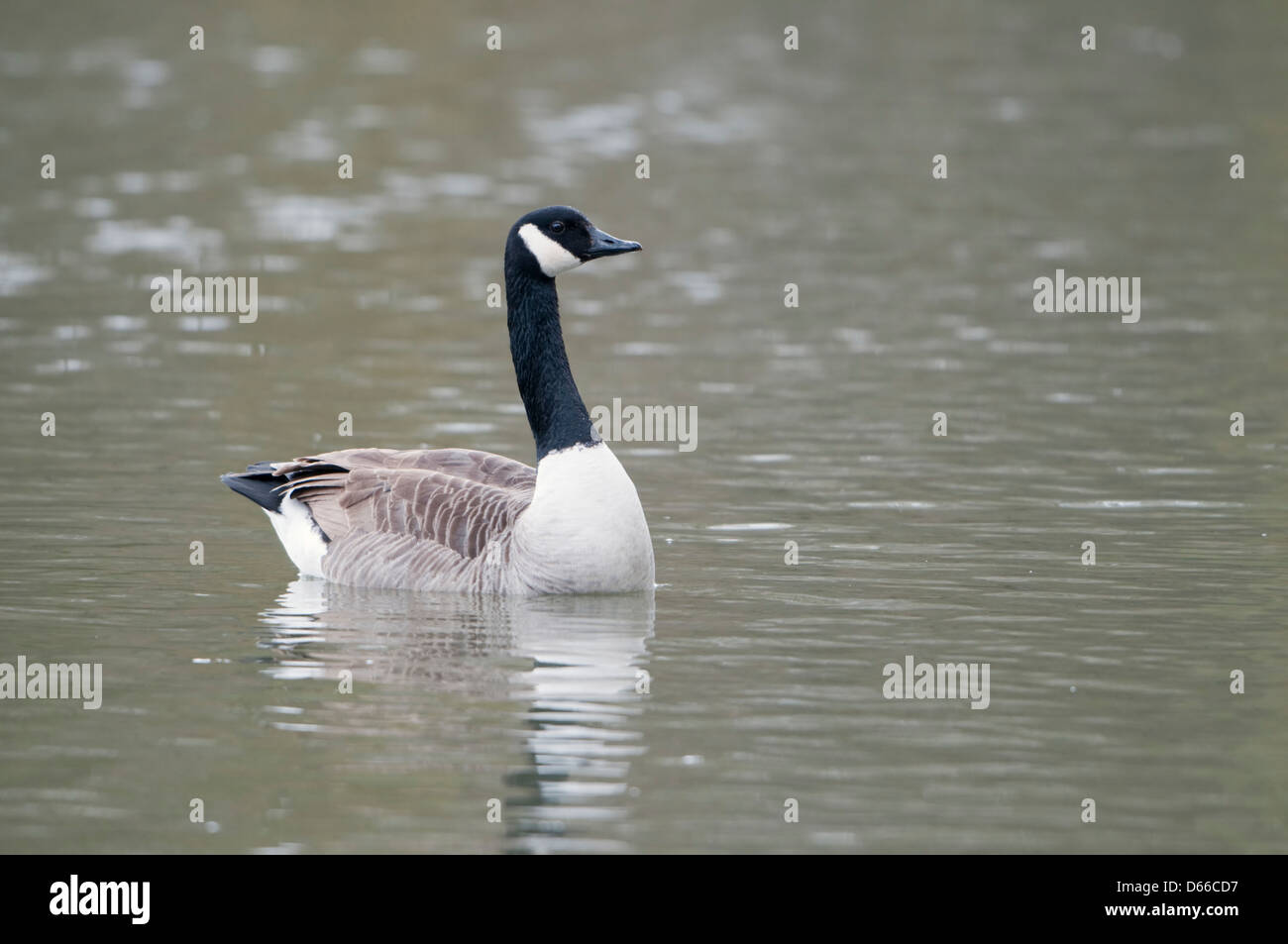 Un canada goose nuoto sul lago, Hampden Park, Sussex, Regno Unito Foto Stock