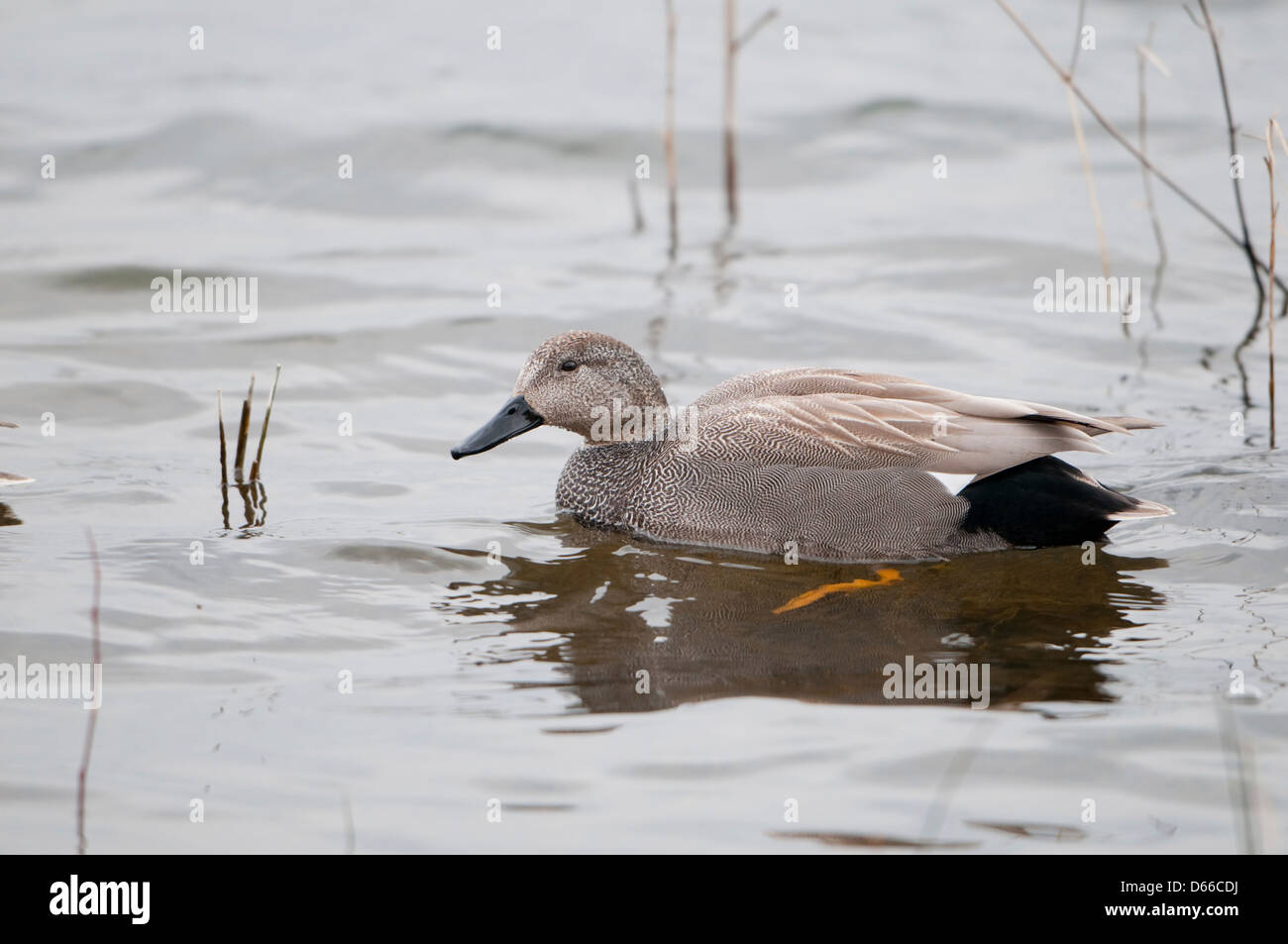 Un maschio di canapiglia duck sull'acqua Foto Stock