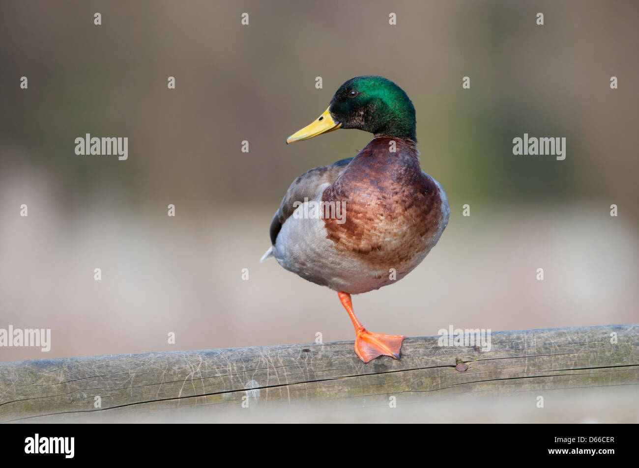 Un maschio di Mallard duck saldi su una gamba mentre guardando sopra la spalla Foto Stock