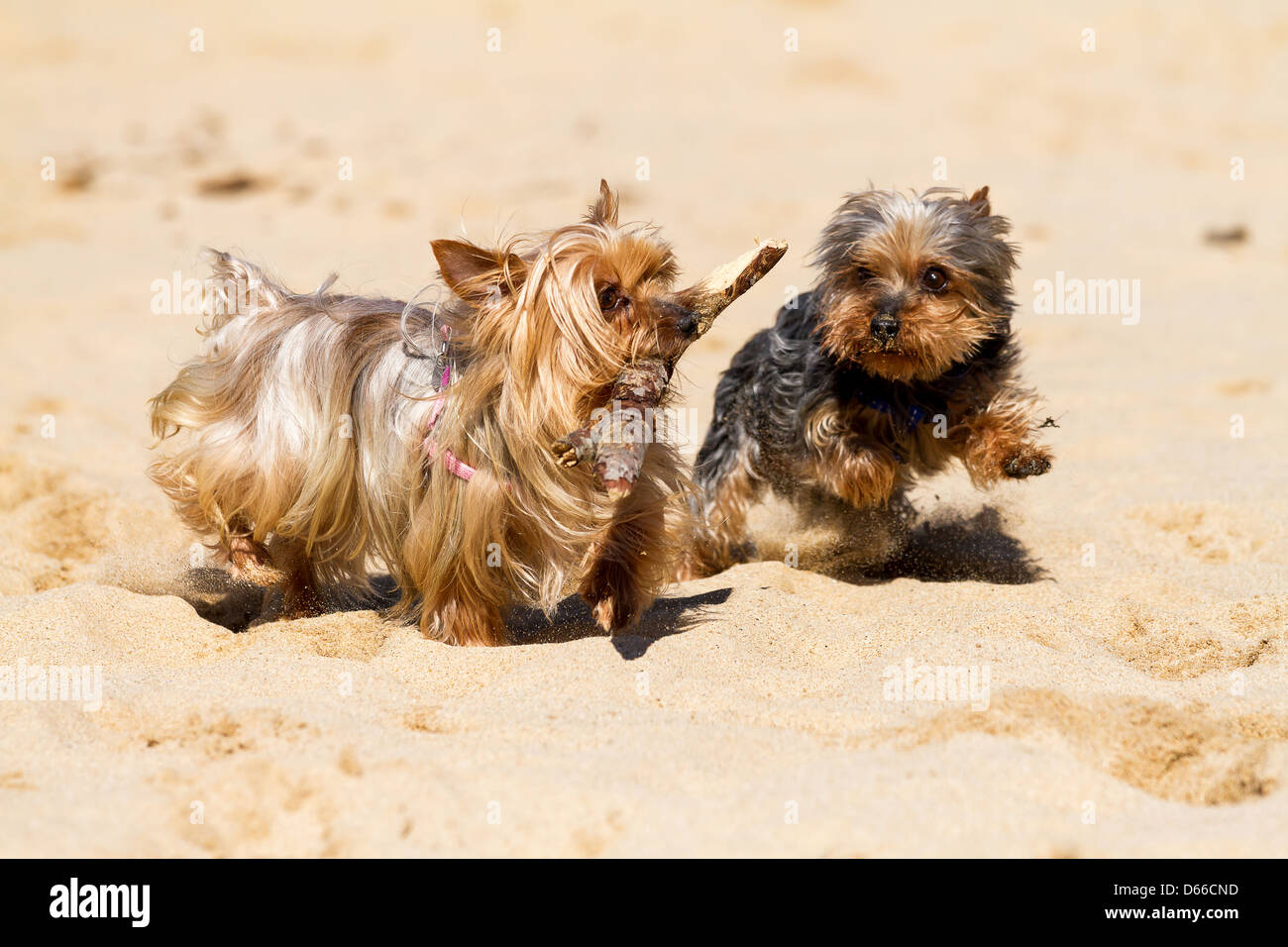 Duro lavoro di Yorkshire Terrier riportare il personale Foto Stock