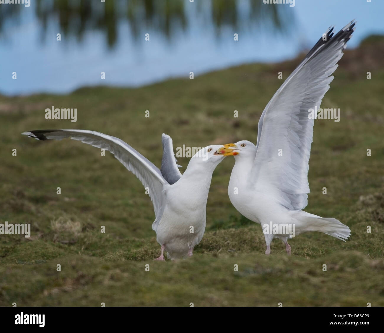 I gabbiani combattimenti a Marazion Marsh Cornovaglia Foto Stock