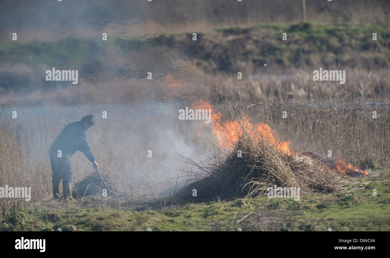 Marazion canna di palude masterizzazione di un evento annuale per gestire la palude efficacemente. (C) Bob Sharples/Alamy Foto Stock