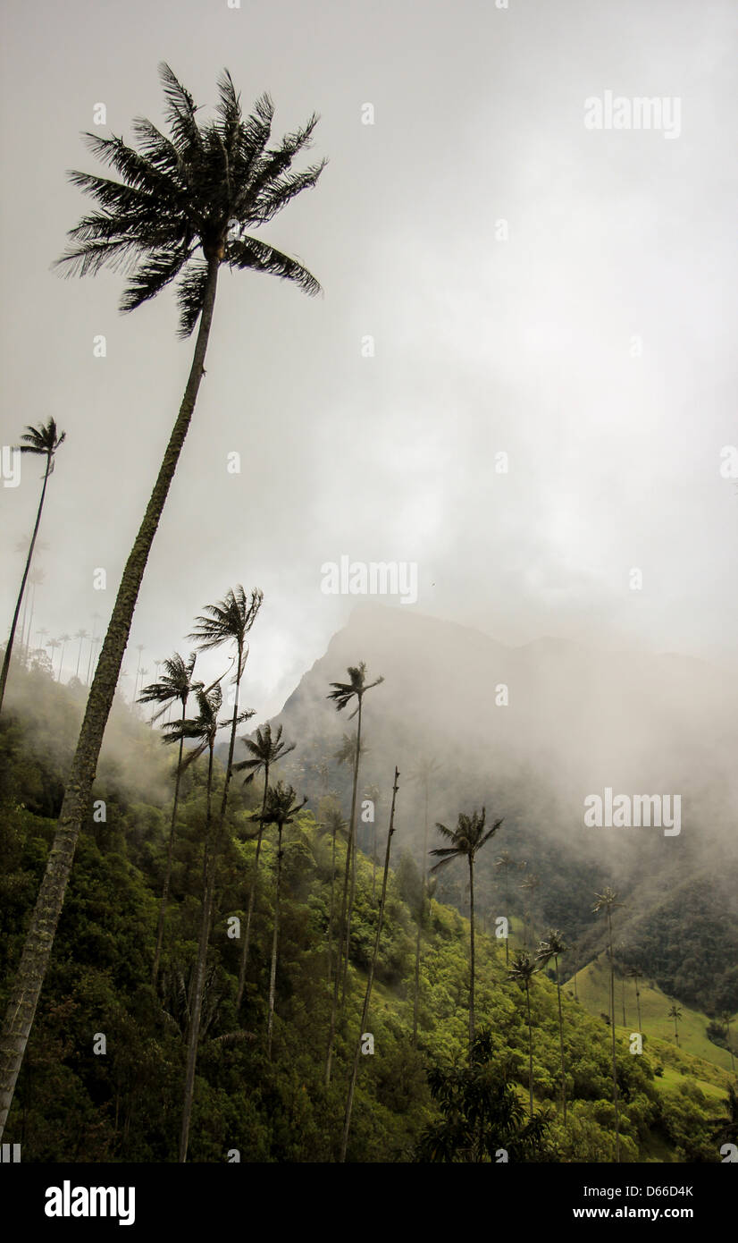 Le palme di Cocora Parco Nazionale Foto Stock