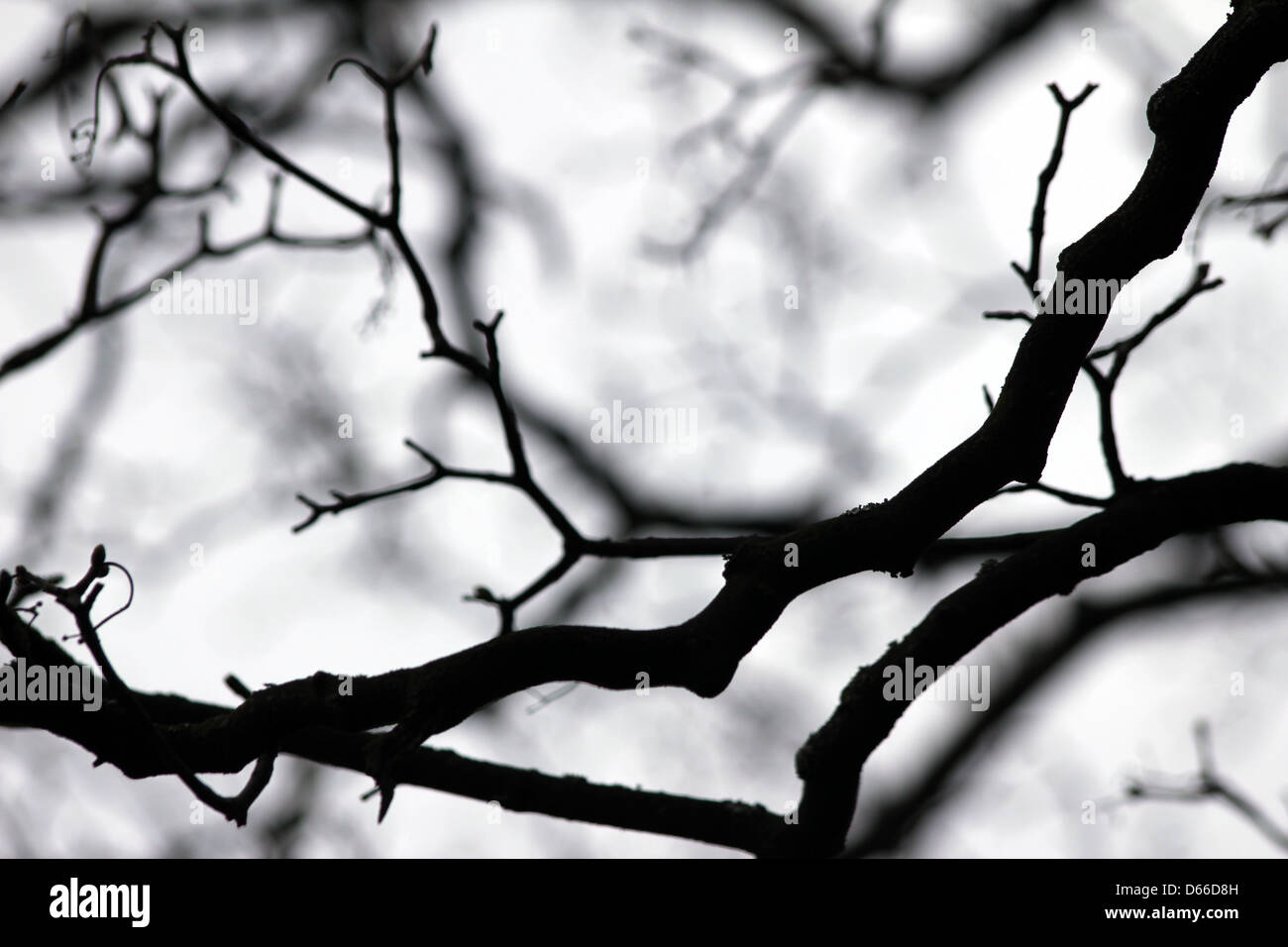In bianco e nero di sfondo rami Foto Stock