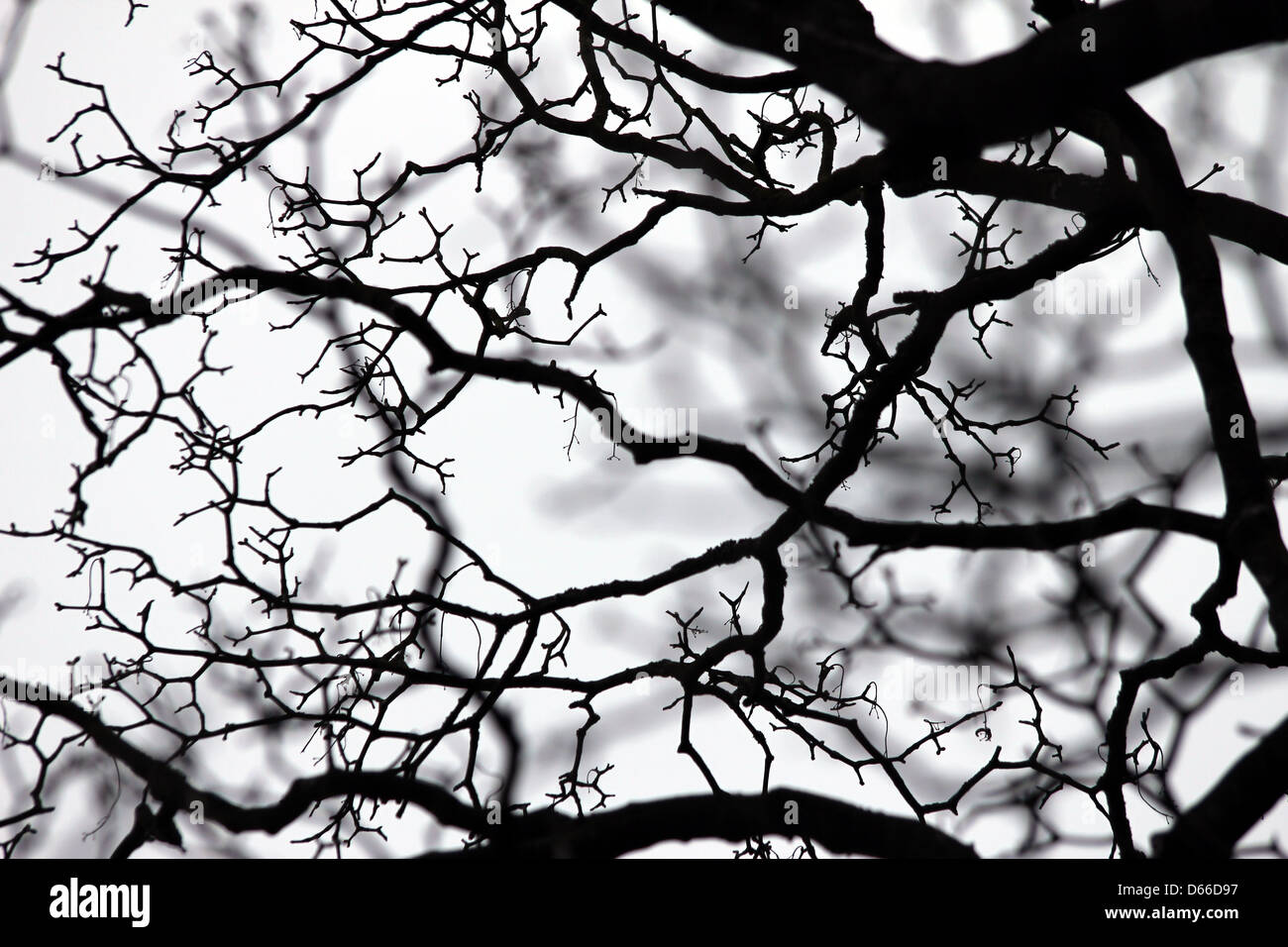 In bianco e nero di sfondo rami Foto Stock