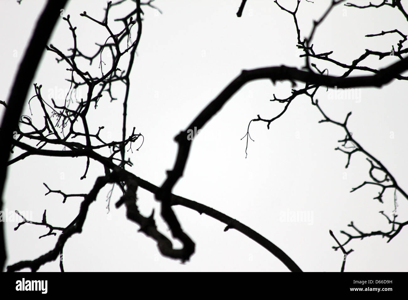In bianco e nero di sfondo rami Foto Stock