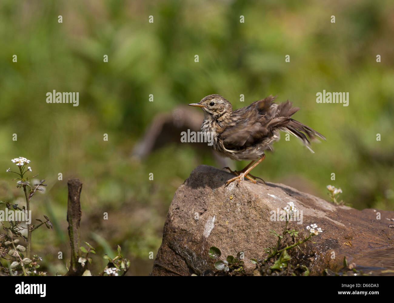 Anthus pratensis - meadow pipit arroccata su una roccia con piume increspato Foto Stock
