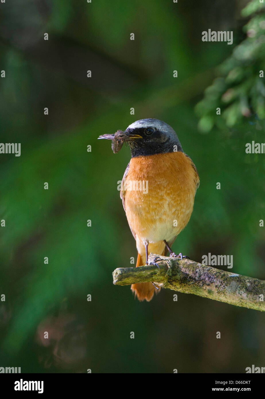 Phoenicurus phoenicurus - Maschio redstart withinsects nel suo becco Foto Stock