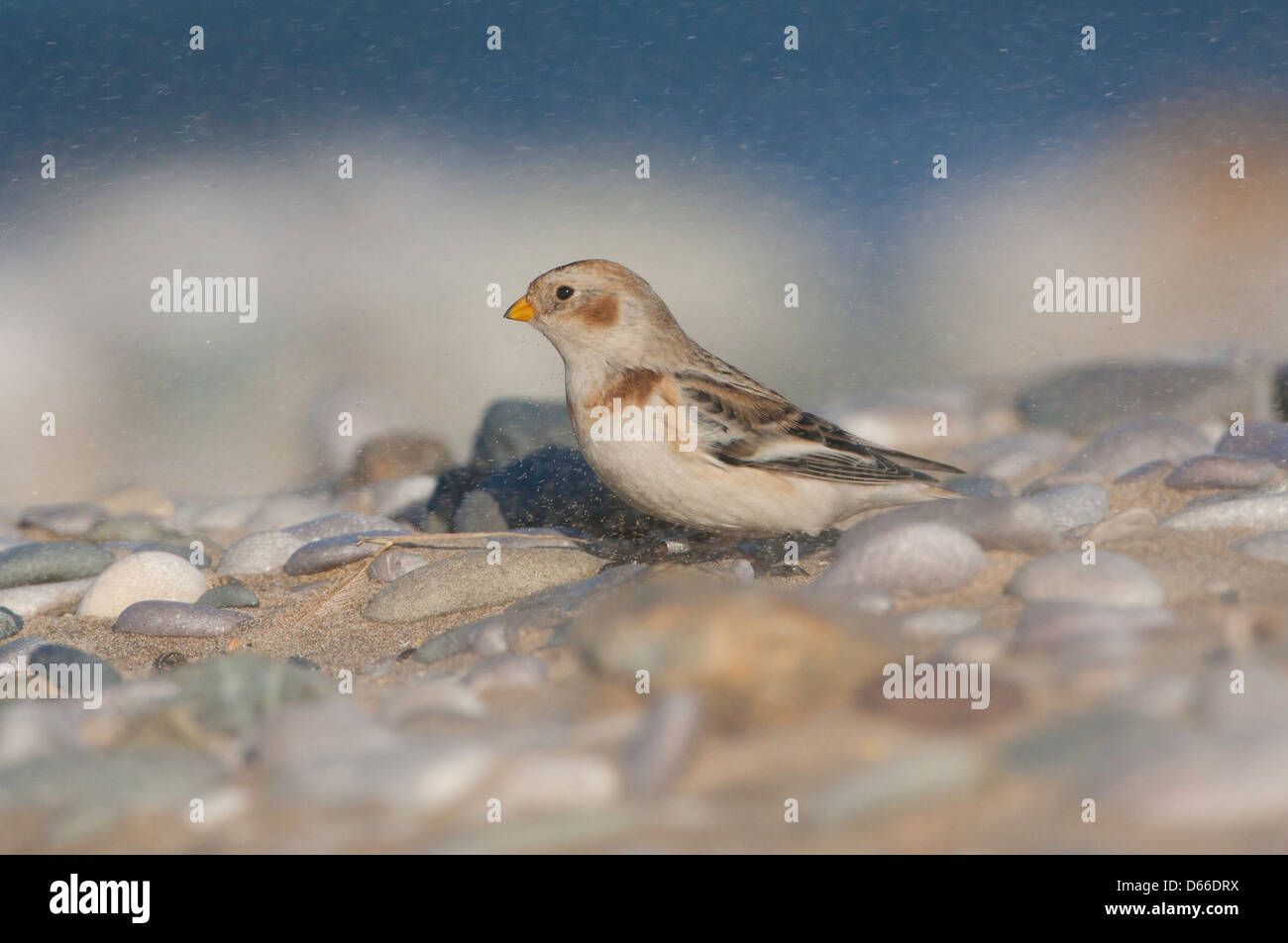 Plectrophenax nivalis - snow bunting alimentare sulla sabbia e spiaggia ghiaiosa Foto Stock