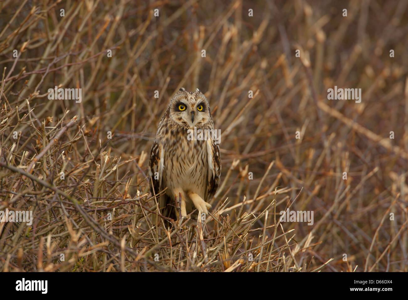 Asio flammeus - corto-eared owl seduta sul recente tagliata hedge Foto Stock