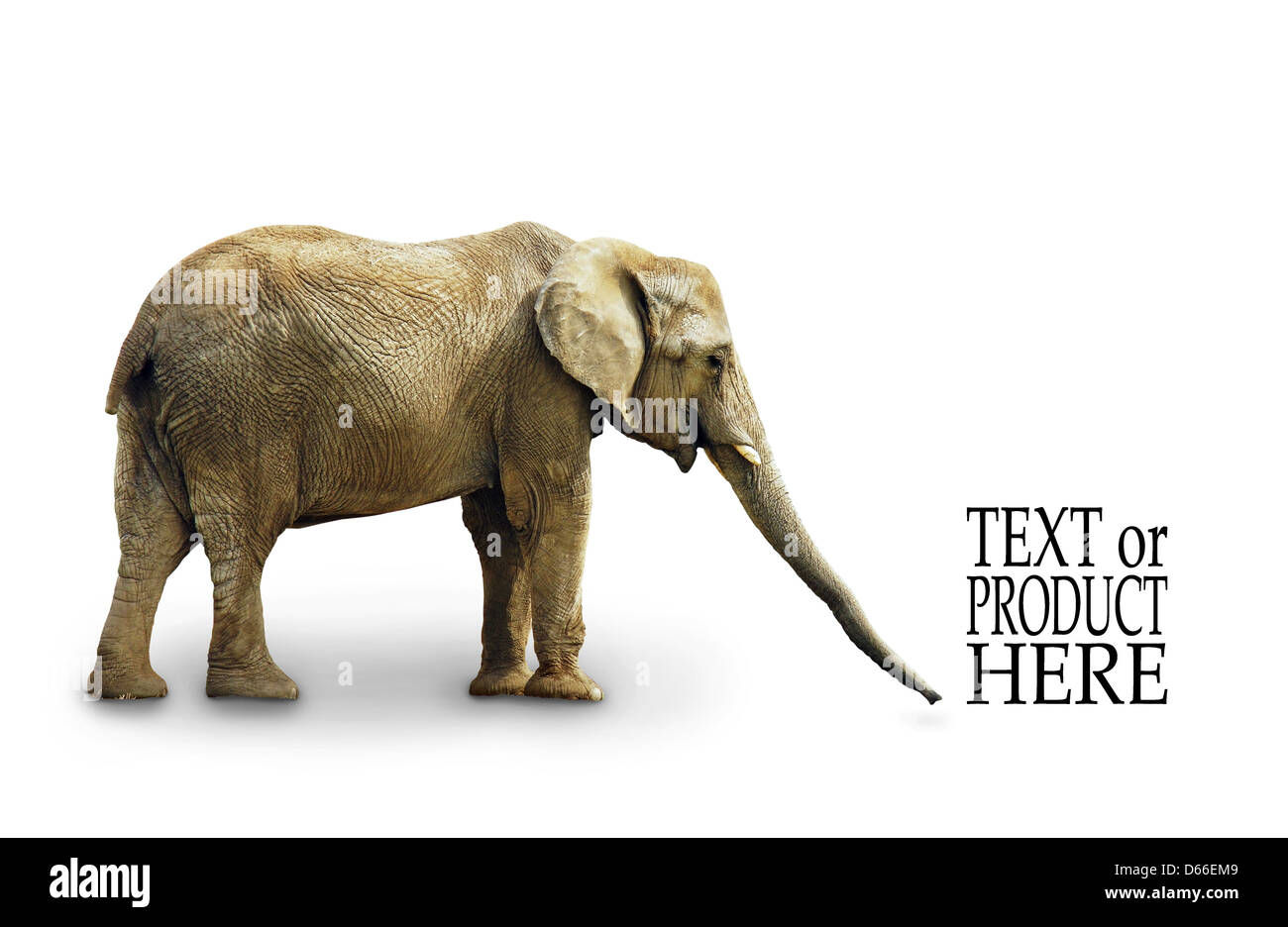 Corpo completo di elefante africano isolati su sfondo bianco Foto Stock