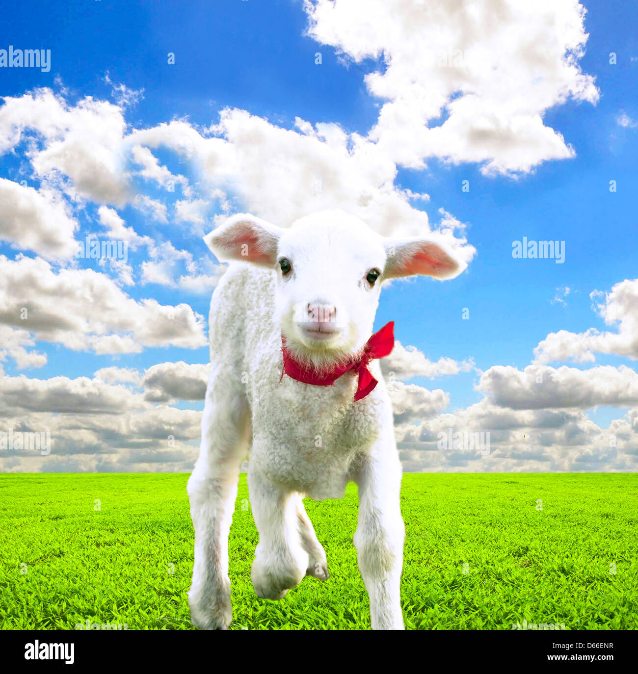 Carino di agnello sul bellissimo campo verde al giorno di sole Foto Stock