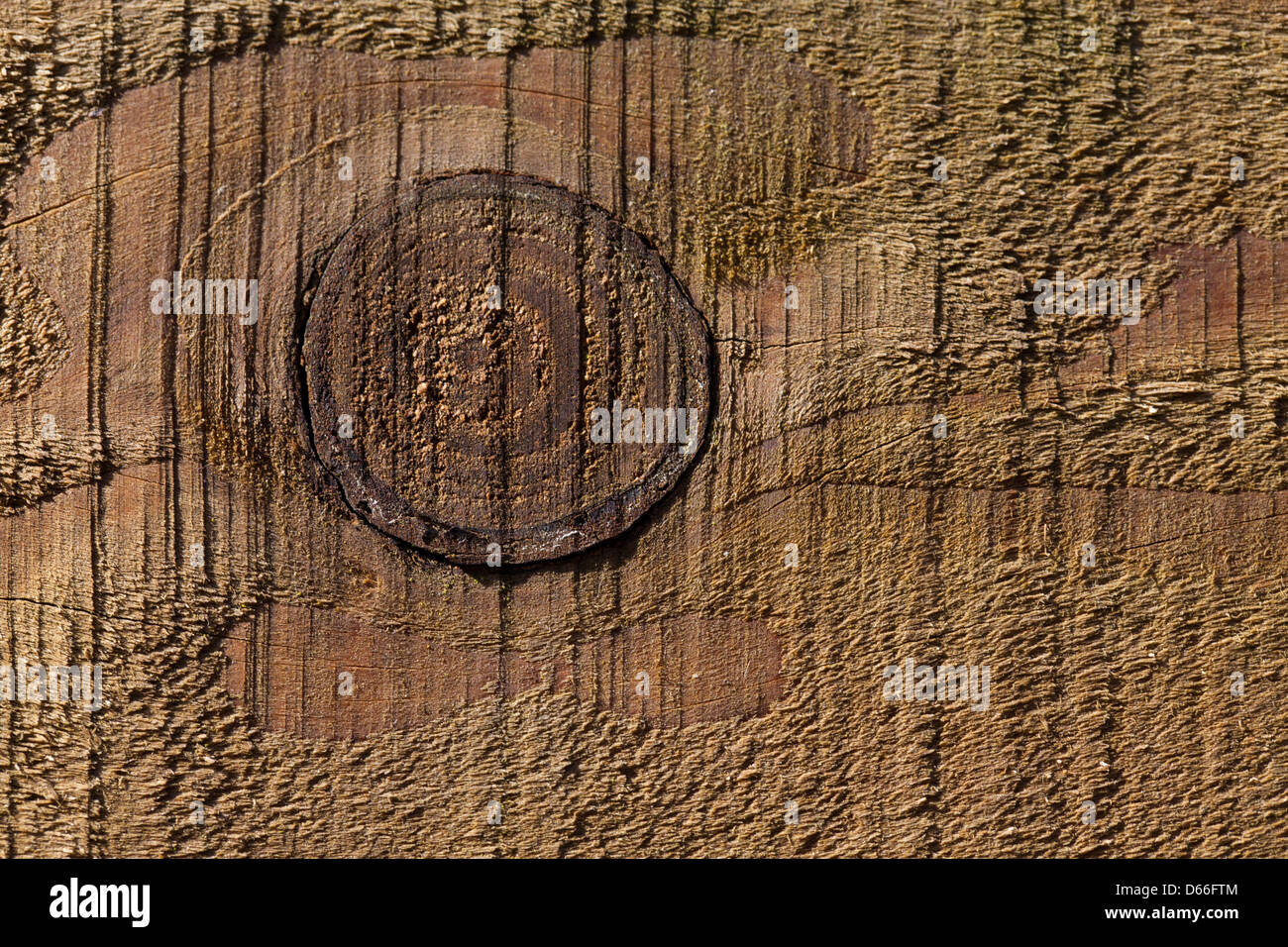 Nodo di legno Foto Stock