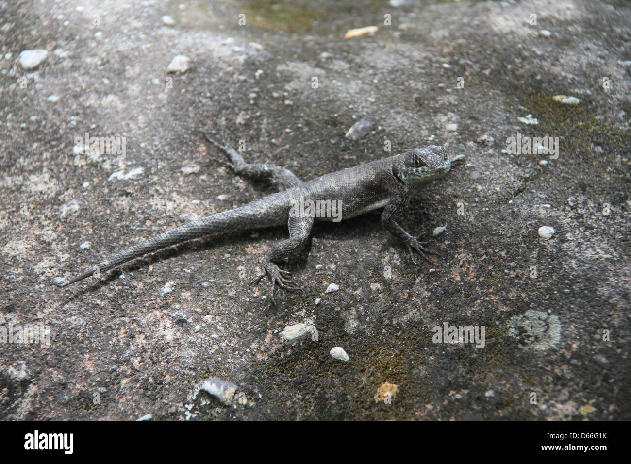 Fauna brasiliana, rettili lucertola Foto Stock