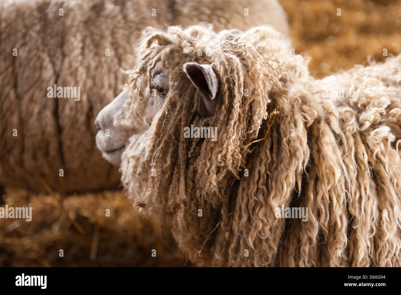 Fattoria Vowley Royal Wootton Bassett Wilts pecora pecore del lavoro del lavoro maternità pen fienile rari Cotswold culle Cotes Lion carne di razza lana Foto Stock