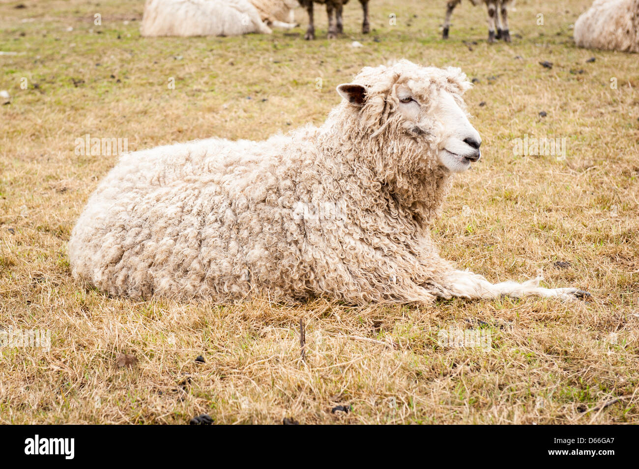 Fattoria Vowley Royal Wootton Bassett Wilts pecora pecore nel campo rari Cotswold culle Cotes Lion razza famosa per la sua carne e lana Foto Stock