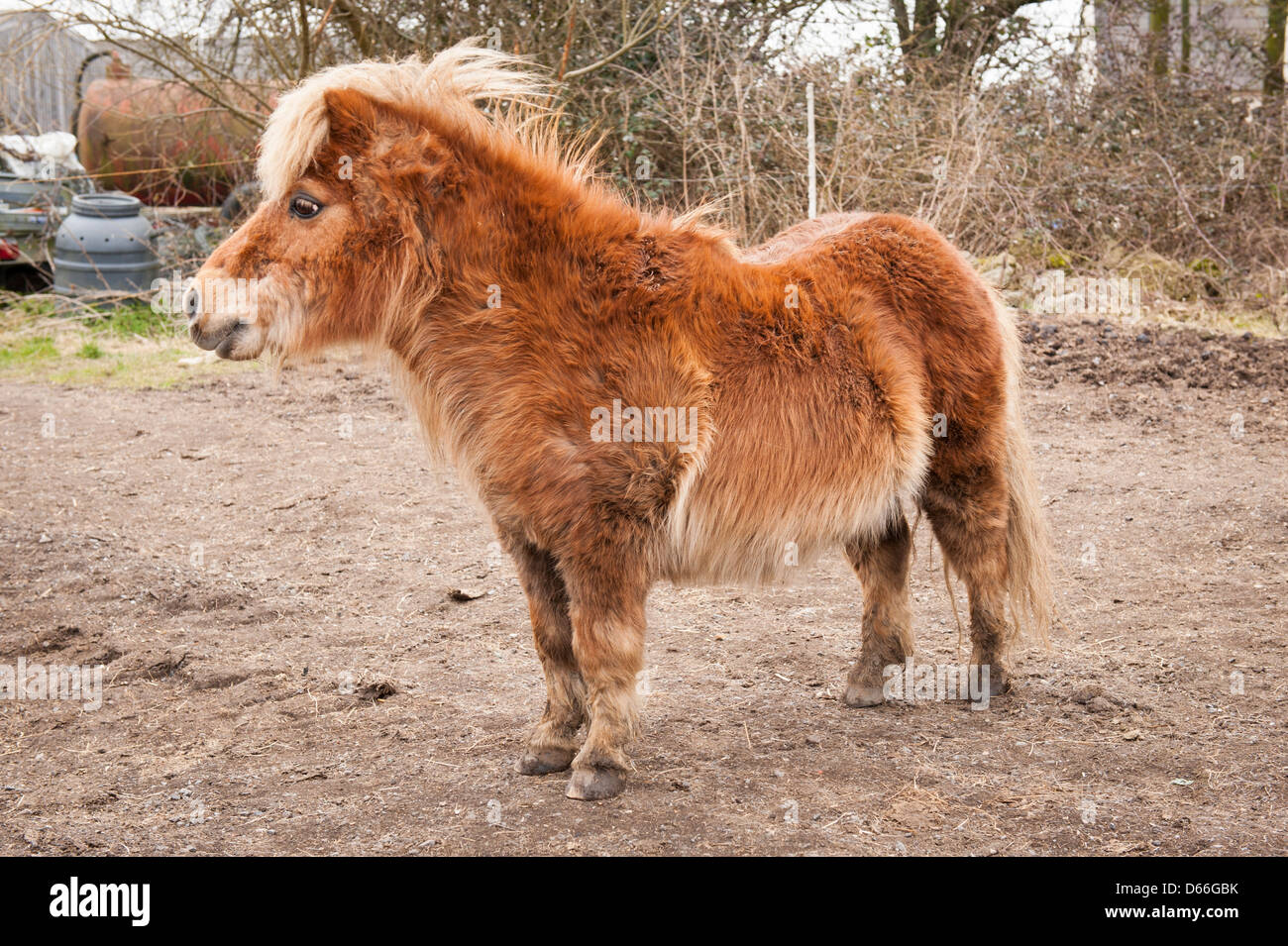 Fattoria Vowley Royal Wootton Bassett Wilts carino marrone sabbia miniatura mini pony Shetland cavallo nel paddock di profilo Foto Stock