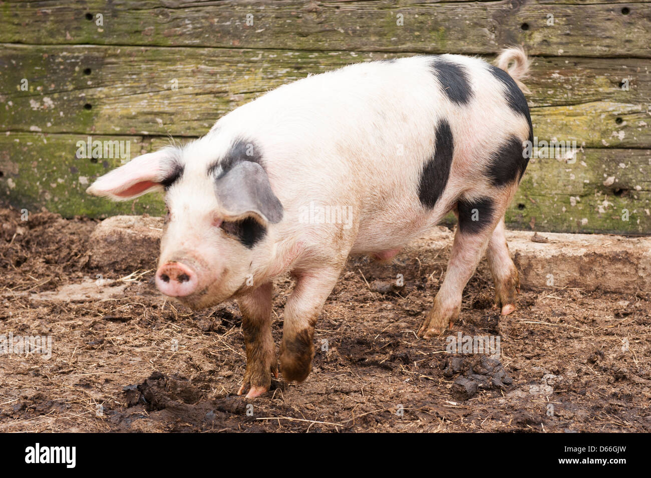 Fattoria Vowley Royal Wootton Bassett Wilts inglese Gloucester Old Spot suino Suini hog hogs seminare scrofe Foto Stock