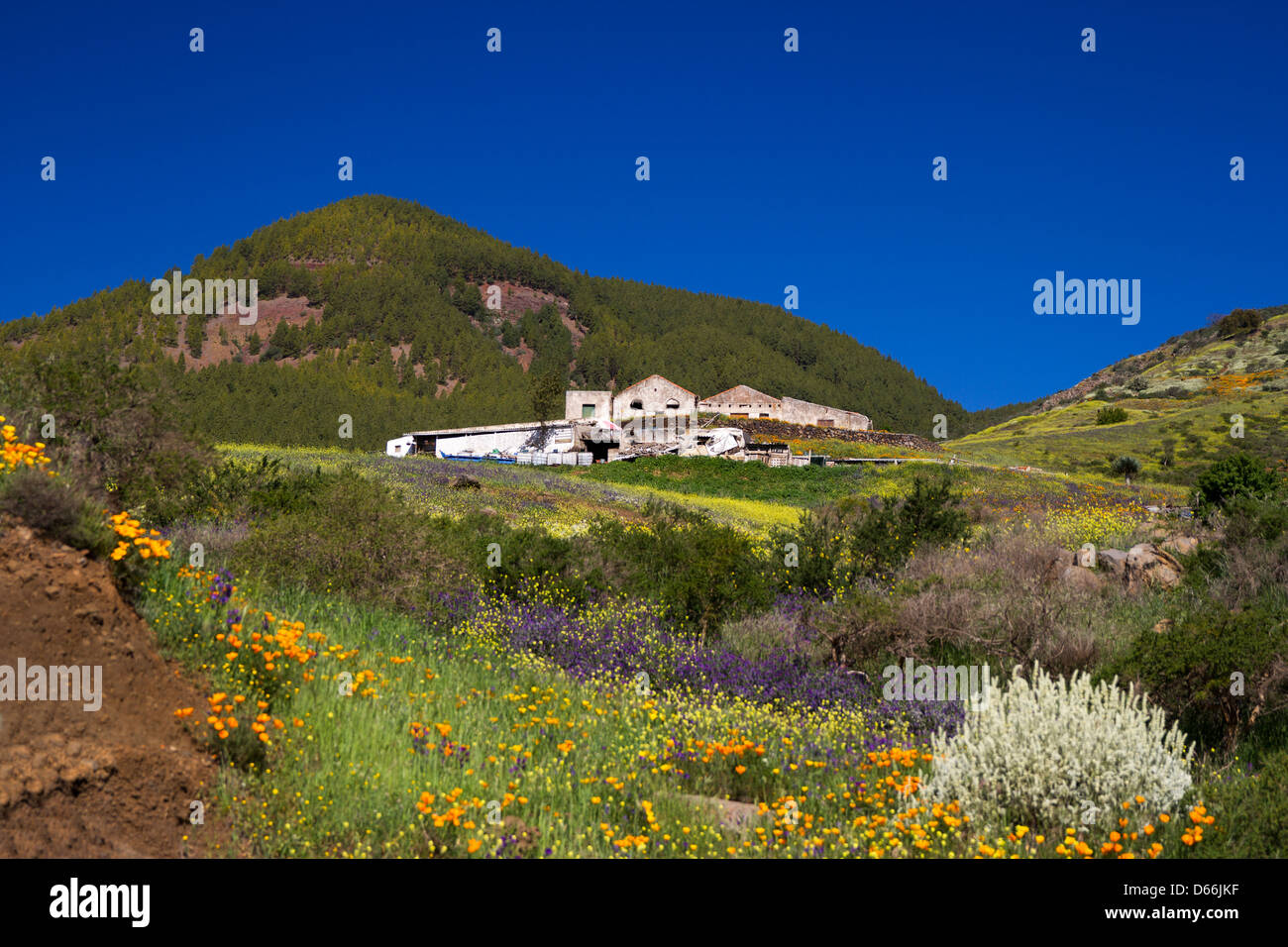 Home in Tenerife Foto Stock