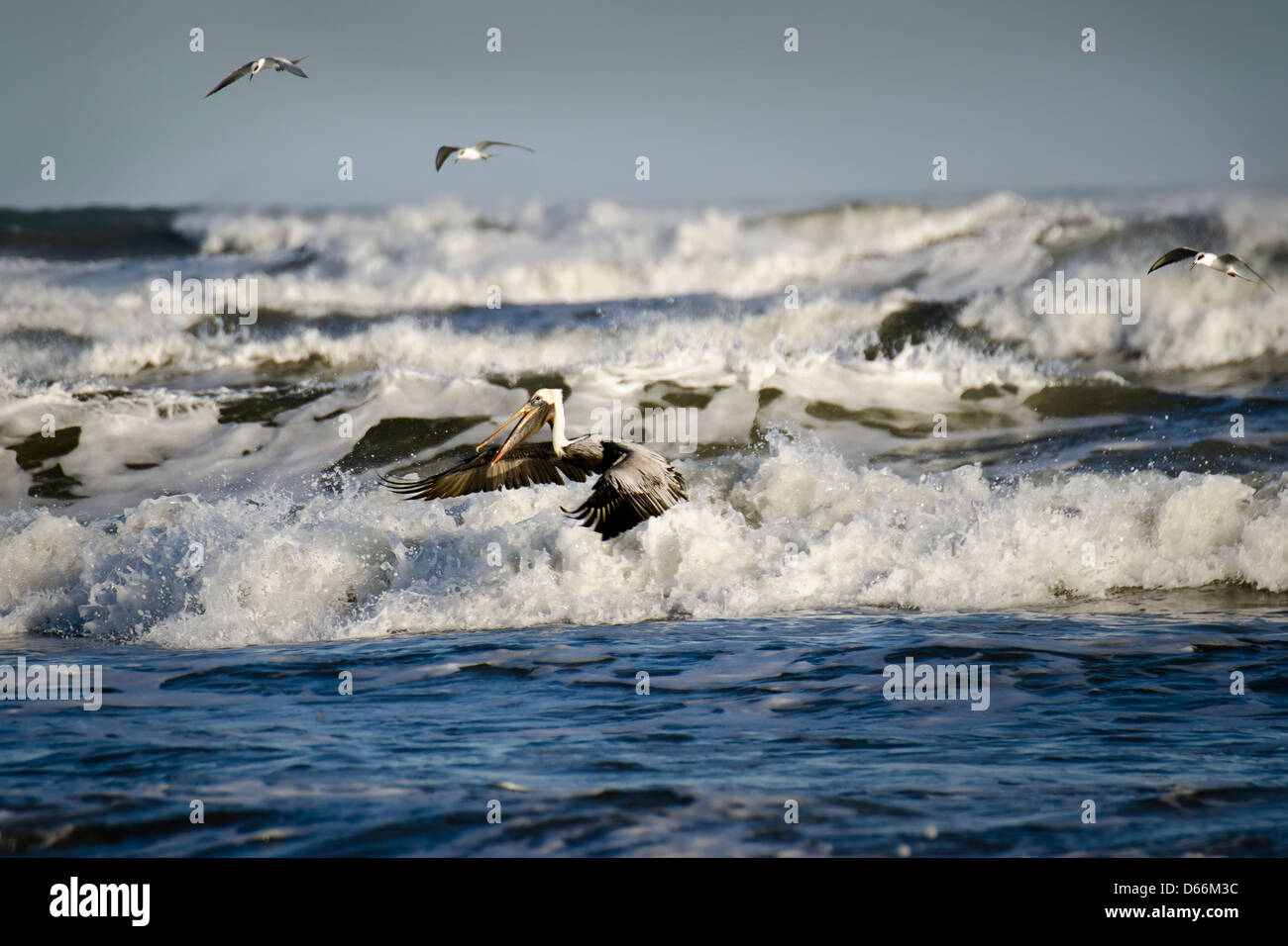 Brown pelican rovistando nel surf del Golfo del Messico off Mustang Island, Texas, Stati Uniti d'America Foto Stock
