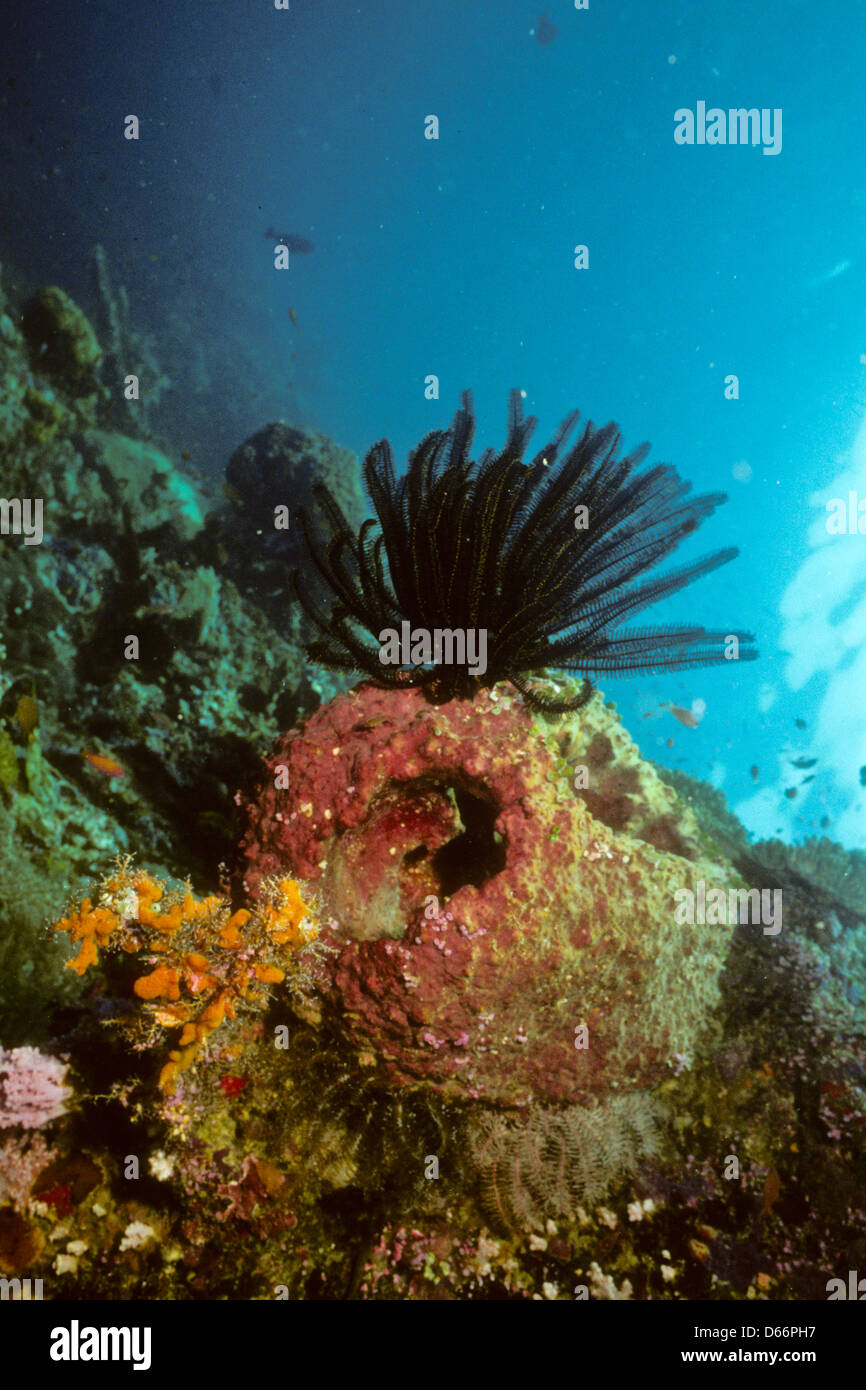 bracci-feathery-di-crinoidi-o-comanthus-bennetti-stelle-piuma-sipadan