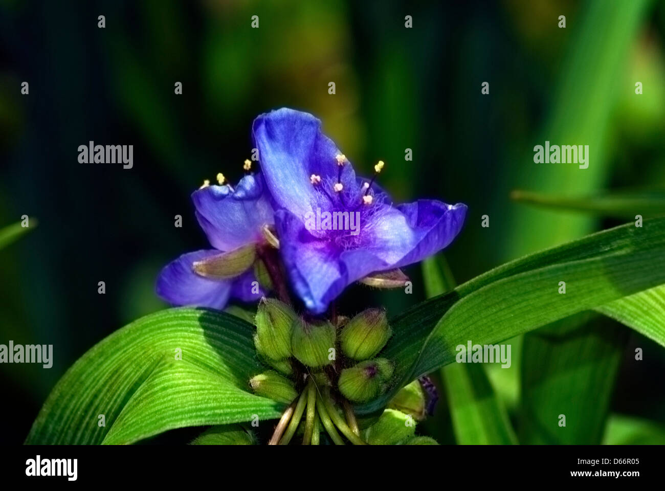 Spiderwort.Ampio giardino, fogliame ,blu scuro fiori ,vicino, Foto Stock