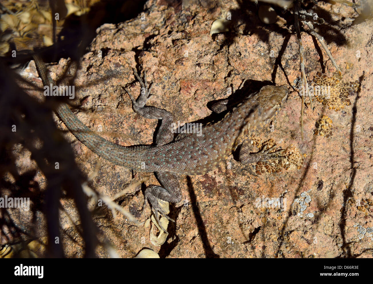 Un lato occidentale-spotted lizard su una roccia. Parco Nazionale della Valle della Morte, California, Stati Uniti d'America. Foto Stock