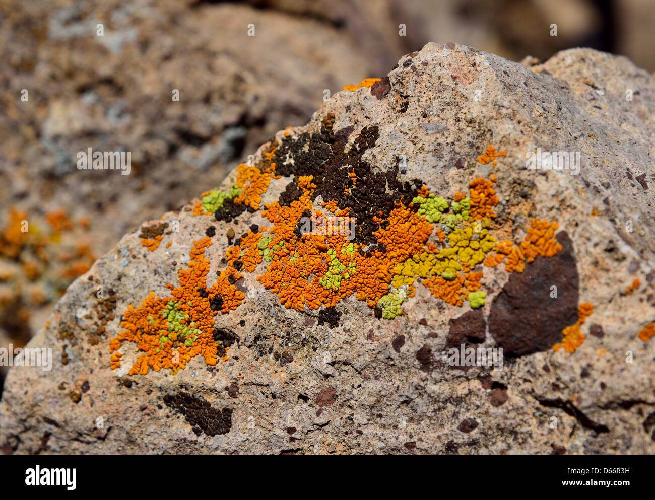 Licheni colorate su di una superficie di roccia. Parco Nazionale della Valle della Morte, California, Stati Uniti d'America. Foto Stock