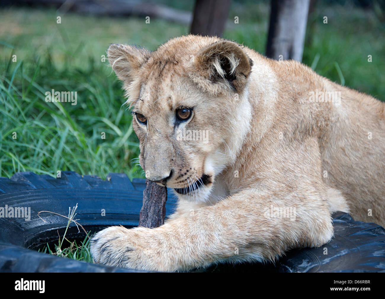 Lion cub in appoggio su di un pneumatico di una macchina in erba morsi su un bastone. Antelope Park, Zimbabwe. Foto Stock