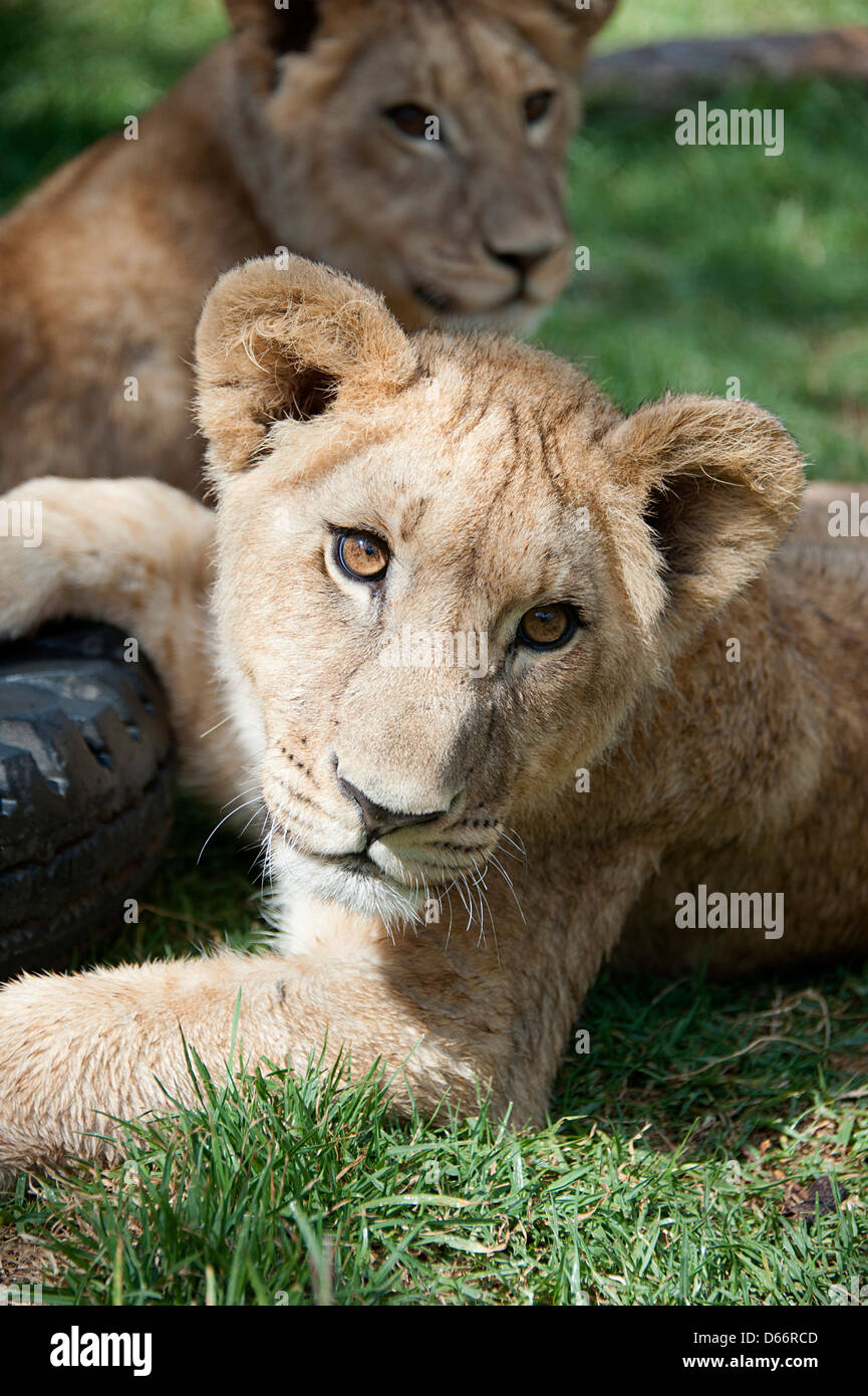 Due cuccioli di leone con un auto pneumatico appoggiata sull'erba . Antelope Park, Zimbabwe, Africa. Foto Stock