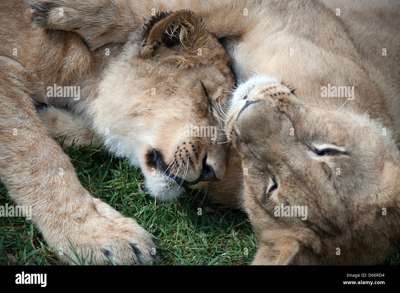 Due lion cubs giacciono sull'erba di riposo. Antelope Park, Zimbabwe, Africa. Foto Stock